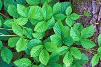 Ronce (Rubus fruticosus) - tiges aériennes (turions)